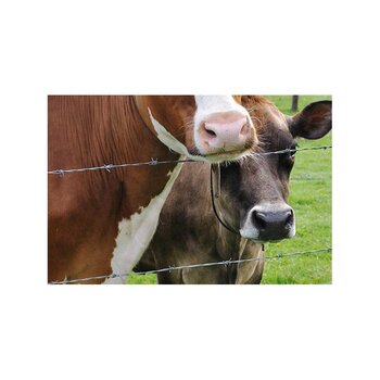 Alambre Púas Bronco 355 m Calibre 12.5